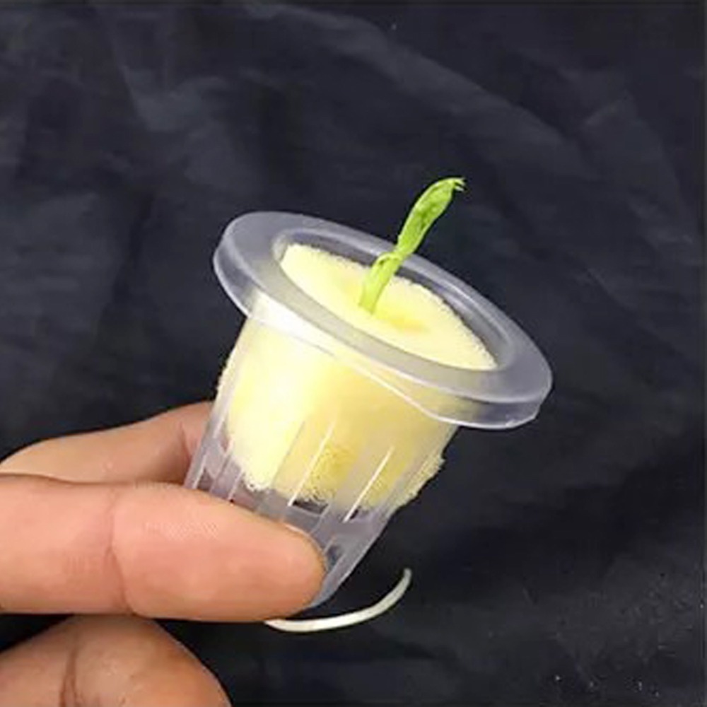 Tazas de malla hidropónicas pa - Net Pot 3 Inch reseña y precio